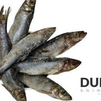DAF Raw Herring 1kg ❄ Durham Animal Feeds