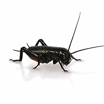 Extra Large Black Crickets Crickets Peregrine