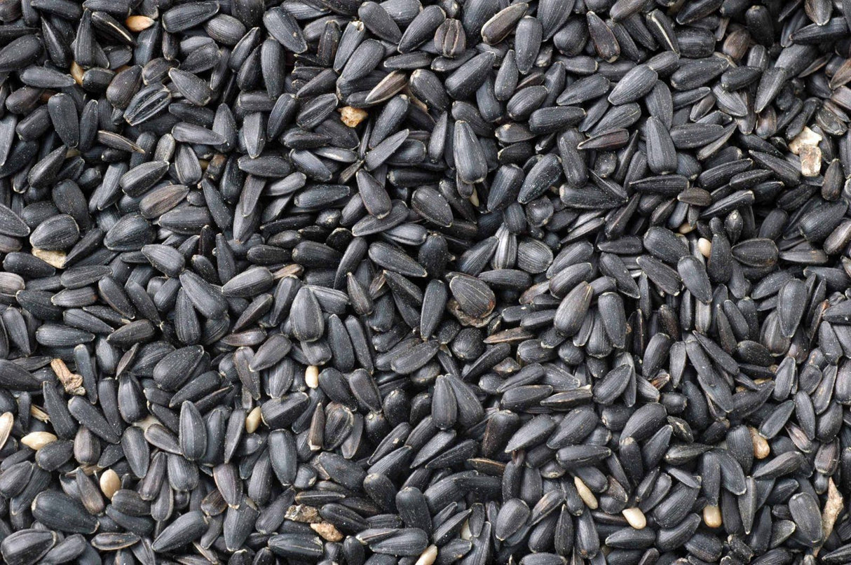 Gablestock Black Sunflower Seeds 13kg Outdoor Food Gablestock