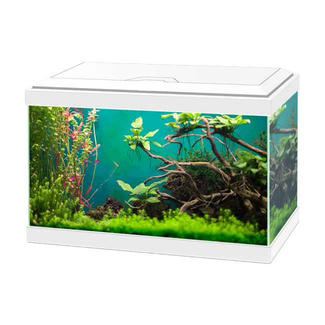 Ciano Aqua 20 With LED Light – Bradlands Pet Supplies