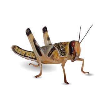 Locust Large Locusts Peregrine