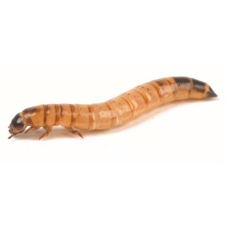 Morio Worms Livefoods Peregrine