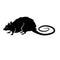 Large Rat Rats Peregrine 