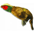 Happy Pet Migrator Pheasant - Large Happy Pet 
