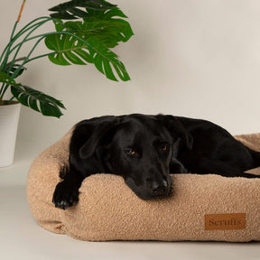 Scruffs Bouclé Dog Box Bed XL - Desert Brown