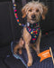 Twiggy Tags Aurora Adventure Harness Twiggy Tags 