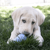 KONG Puppy Large EU Dog Toys KONG 