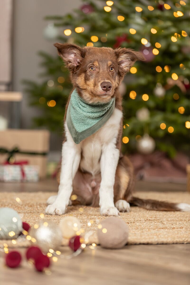 Trixie Xmas neckerchief, plush, 55 cm, sage Dog Bandanas TRIXIE 