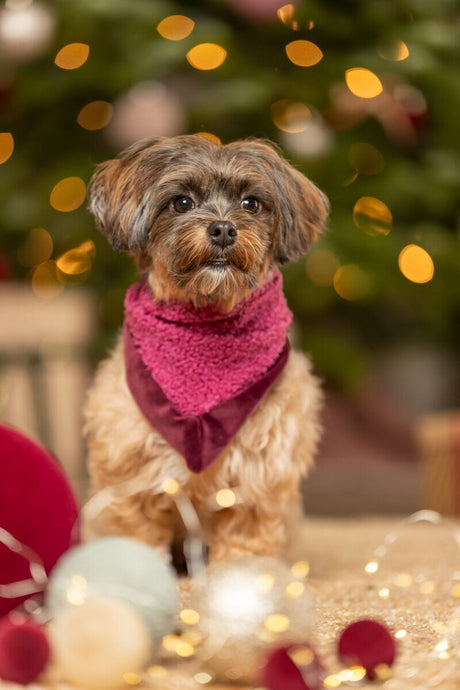 Trixie Xmas neckerchief, plush, 55 cm, bordeaux Dog Bandanas TRIXIE 