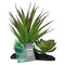 Pro Rep Agave Plant On Log 15cm Pro Rep 