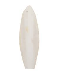 Regular Cuttlefish Individual - Size will Vary Classic 