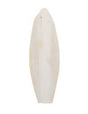 Regular Cuttlefish Individual - Size will Vary Classic 
