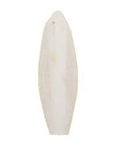 Regular Cuttlefish Individual - Size will Vary Classic 