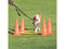 Dog Activity Obstacle Set 2pcs Dog Toys Trixie 