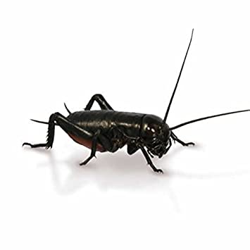 Extra Large Black Crickets Crickets Peregrine 