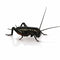Extra Large Black Crickets Crickets Peregrine 