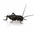 Crickets Black Small Crickets Peregrine 