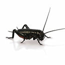 Crickets Black Small Crickets Peregrine 