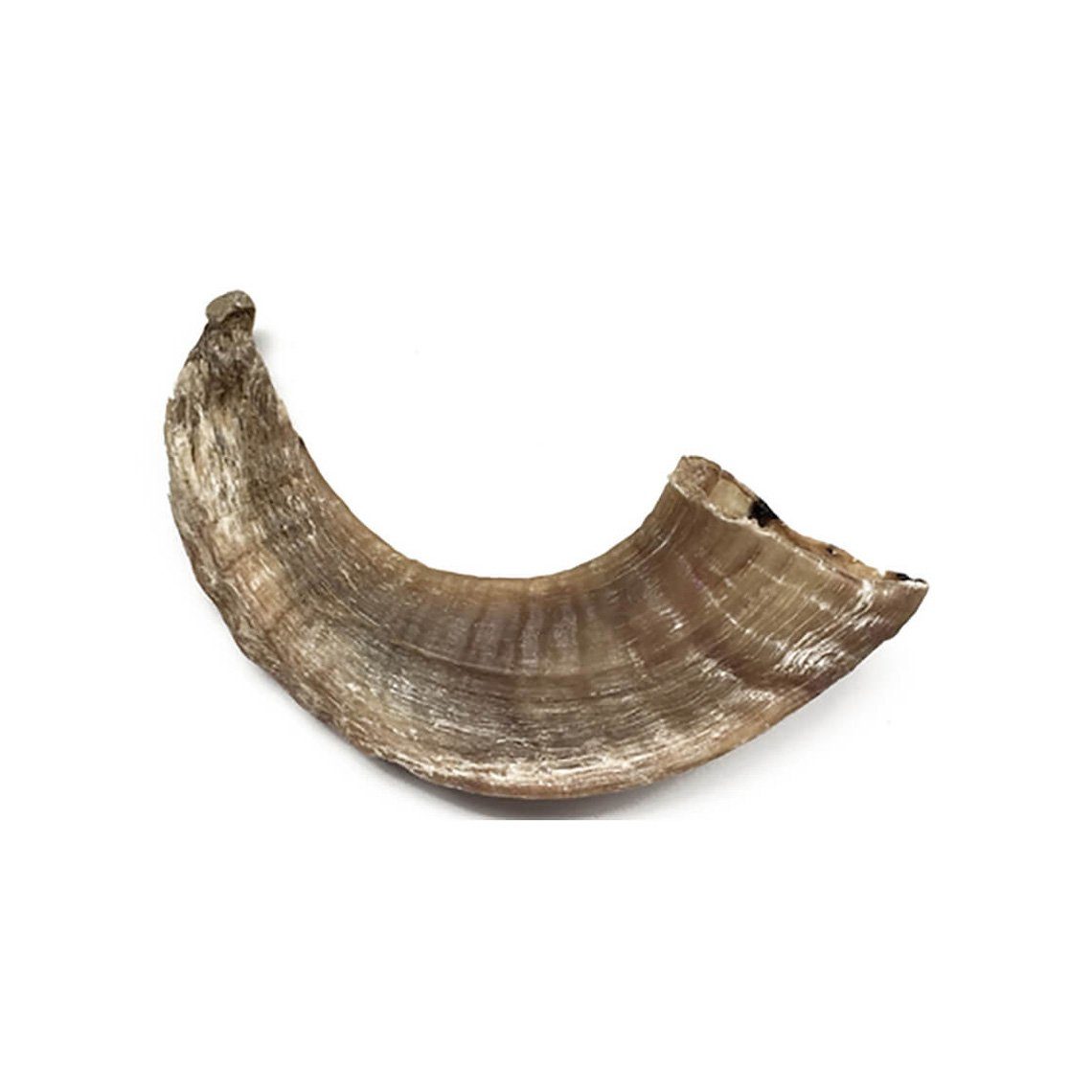 Anco Natural Lamb Horn Dog Treats Anco 