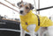 Trixie Vimy Raincoat 50cm Yellow Dog Coats Trixie 
