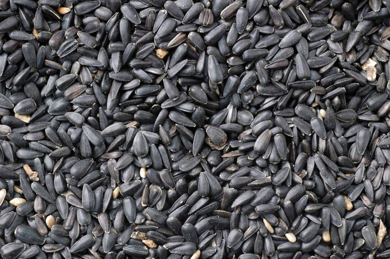 Gablestock Black Sunflower Seeds 13kg Outdoor Food Gablestock 