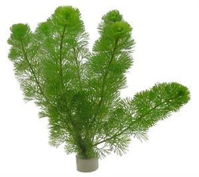Bunched Aquatic Plants Live Plants Aquadip 
