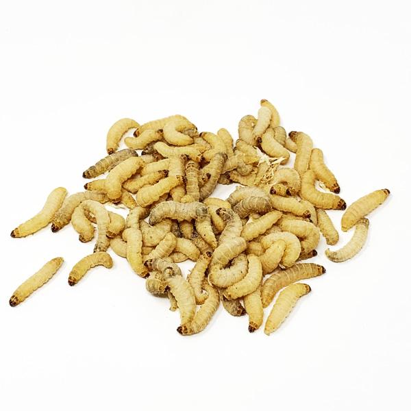 Waxworms Livefoods Peregrine 