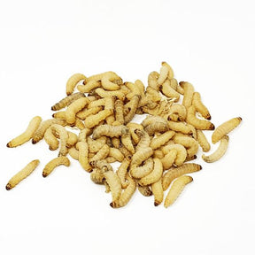 Waxworms Livefoods Peregrine 