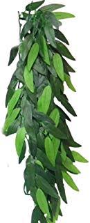 Jungle Plant Ruscus M False Plants Exo Terra 