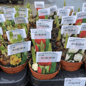 Spring Bulb Mix 9cm Outdoor Plants Tillage 