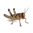 Locust Medium Locusts Peregrine 
