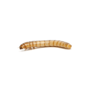 Mealworms Standard Mealworms Peregrine 
