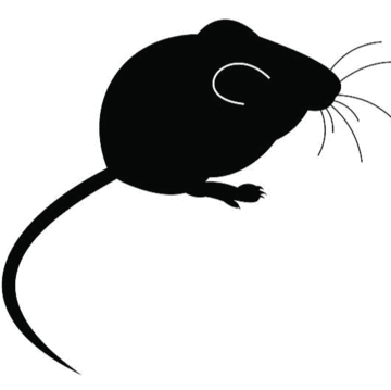 Large Mice Mice Peregrine 