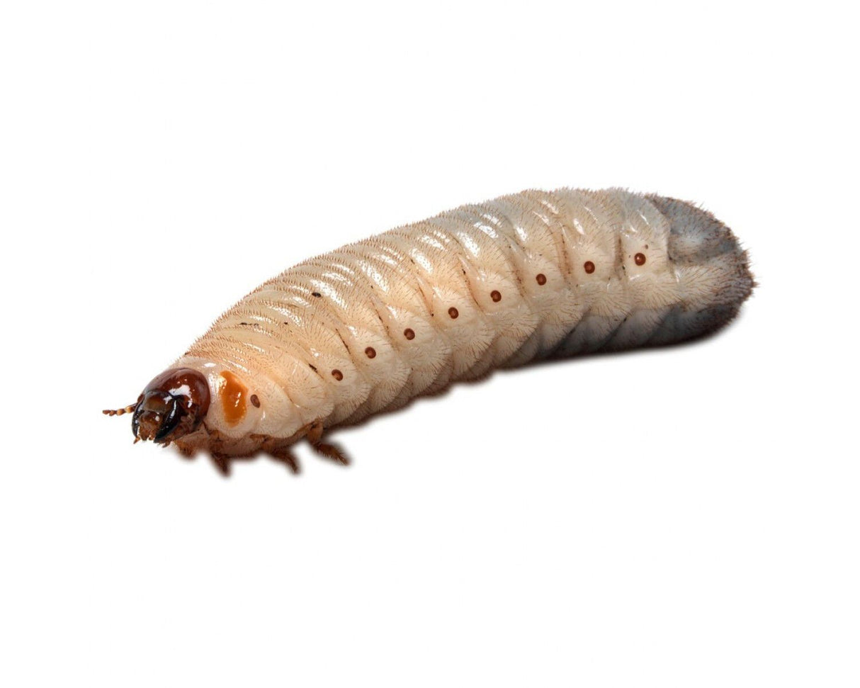 Pachnoda Grub ( Fruit Beetle ) Livefoods Peregrine 