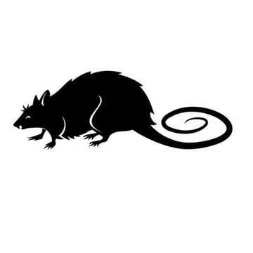 Large Rat Rats Peregrine 