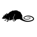 Small Rat Rats Peregrine 
