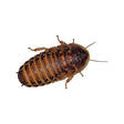 Dubia Roach Medium Livefoods Peregrine 